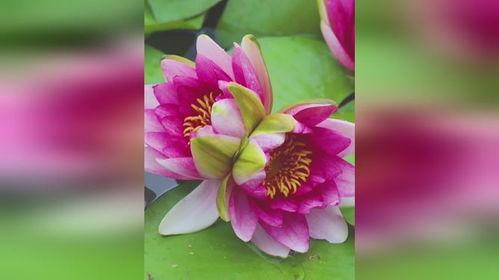 莲花的视频,探寻莲花之美与哲理