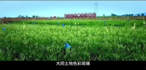 青草草视频,探寻自然之美，感受生命律动