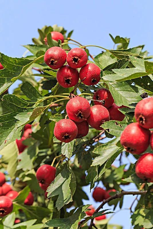 山楂加工爆料视频大全集,视频大全集深度解析